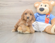 7 week old Cockapoo Puppy For Sale - Simply Southern Pups
