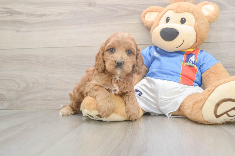 5 week old Cockapoo Puppy For Sale - Simply Southern Pups