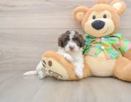 5 week old Cockapoo Puppy For Sale - Simply Southern Pups