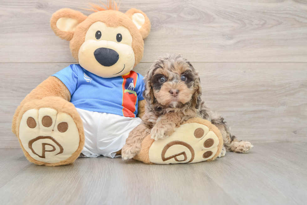 Cockapoo Pup Being Cute
