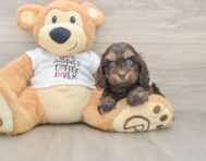6 week old Cockapoo Puppy For Sale - Simply Southern Pups