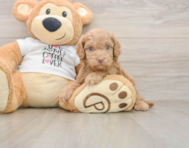 5 week old Cockapoo Puppy For Sale - Simply Southern Pups