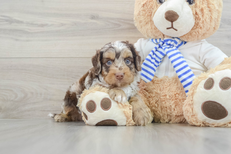 Popular Cockapoo Poodle Mix Pup