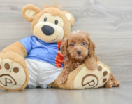 7 week old Cockapoo Puppy For Sale - Simply Southern Pups