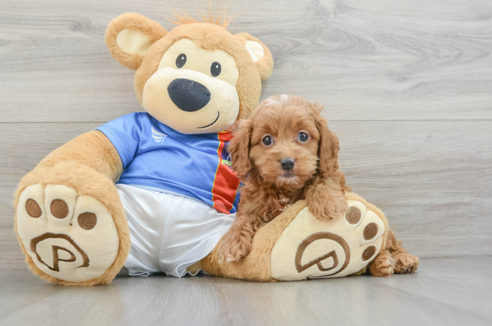 5 week old Cockapoo Puppy For Sale - Simply Southern Pups