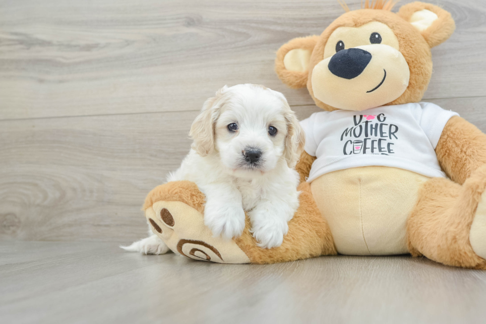 Funny Cockapoo Poodle Mix Pup