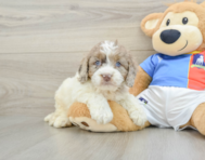 6 week old Cockapoo Puppy For Sale - Simply Southern Pups