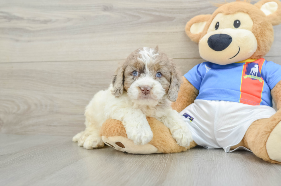 6 week old Cockapoo Puppy For Sale - Simply Southern Pups