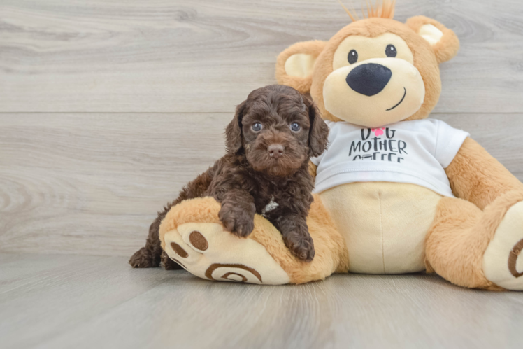 Adorable Cocker Doodle Poodle Mix Puppy
