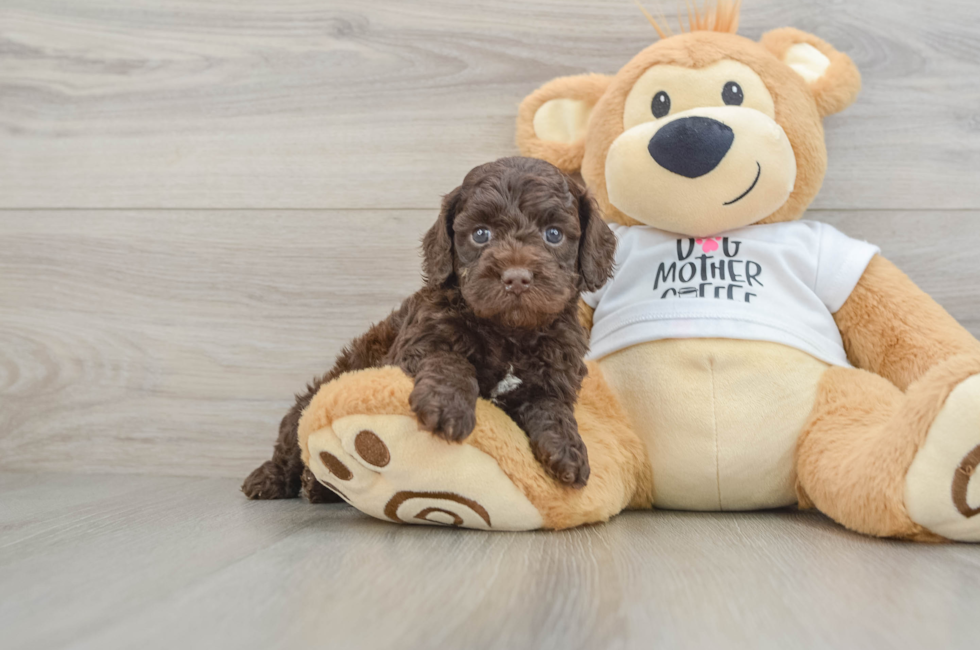 6 week old Cockapoo Puppy For Sale - Simply Southern Pups