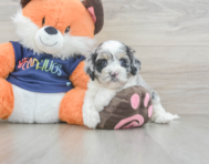 6 week old Cockapoo Puppy For Sale - Simply Southern Pups