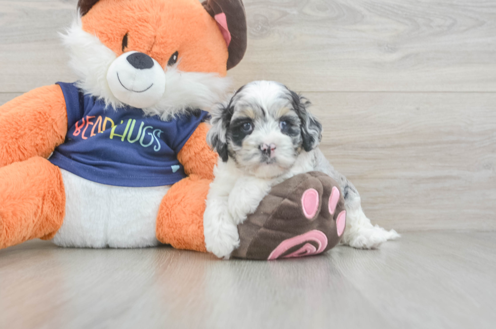 5 week old Cockapoo Puppy For Sale - Simply Southern Pups