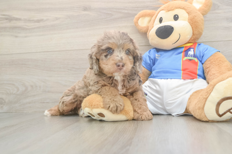 Best Cockapoo Baby