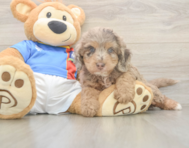 7 week old Cockapoo Puppy For Sale - Simply Southern Pups
