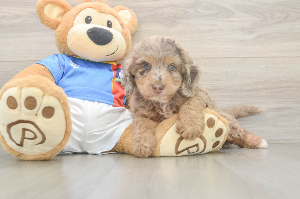 5 week old Cockapoo Puppy For Sale - Simply Southern Pups