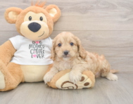 5 week old Cockapoo Puppy For Sale - Simply Southern Pups