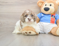 6 week old Cockapoo Puppy For Sale - Simply Southern Pups