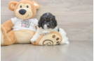 Cockapoo Pup Being Cute