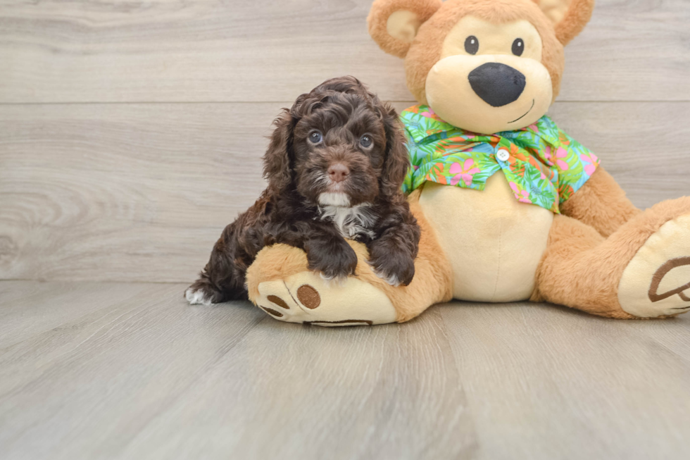 Fluffy Cockapoo Poodle Mix Pup