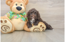 Friendly Cockapoo Baby