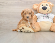 5 week old Cockapoo Puppy For Sale - Simply Southern Pups