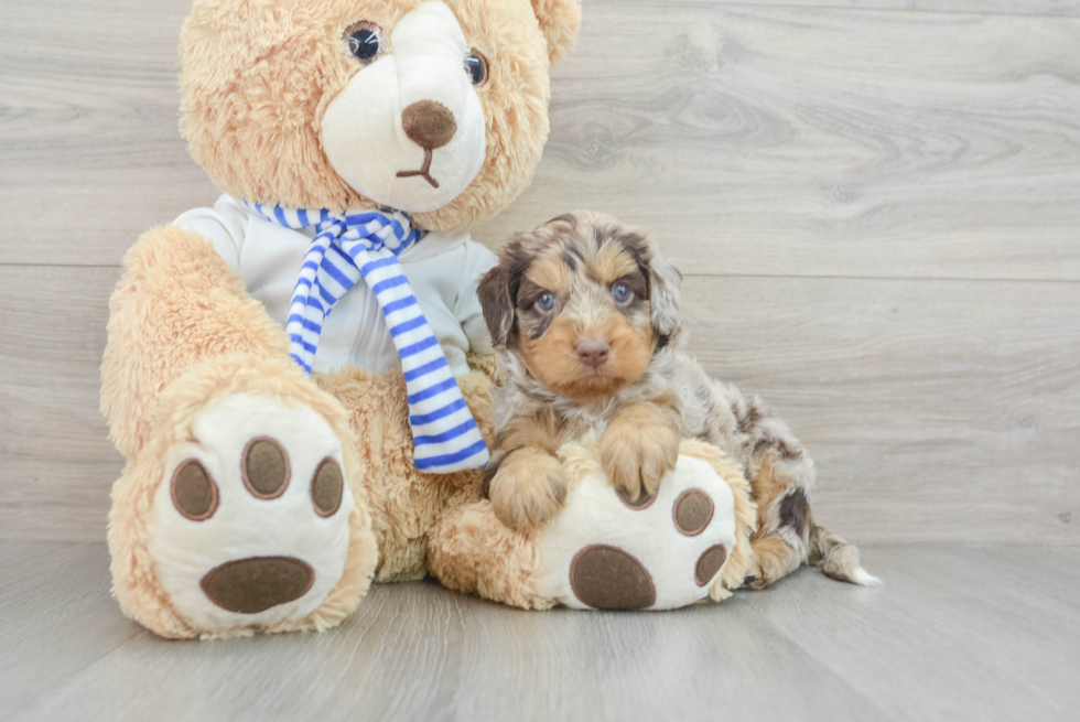 Petite Cockapoo Poodle Mix Pup