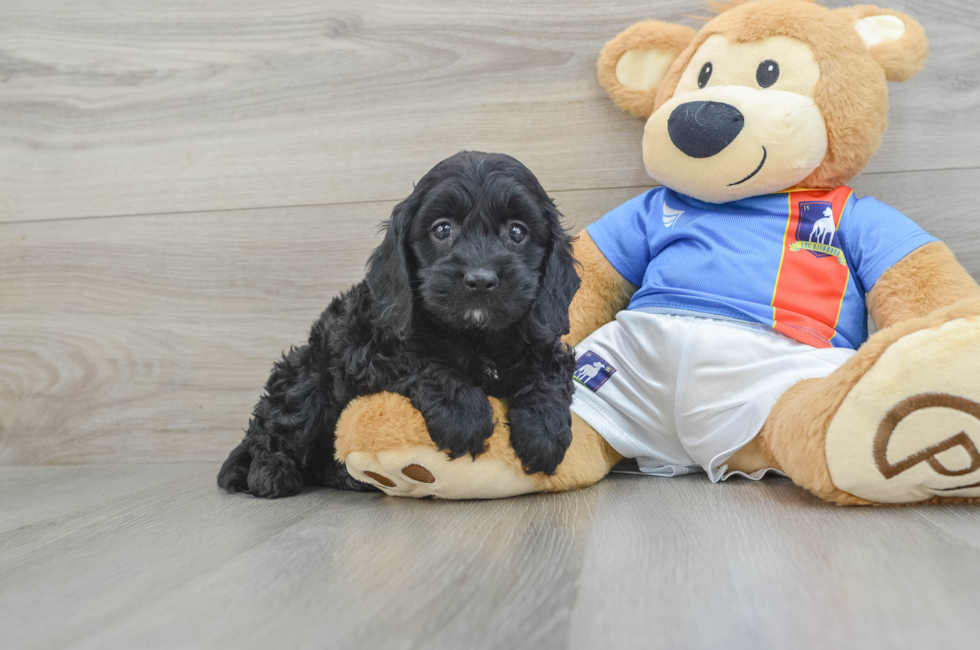 5 week old Cockapoo Puppy For Sale - Simply Southern Pups