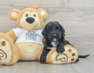 5 week old Cockapoo Puppy For Sale - Simply Southern Pups