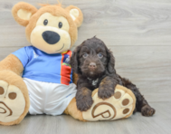 6 week old Cockapoo Puppy For Sale - Simply Southern Pups