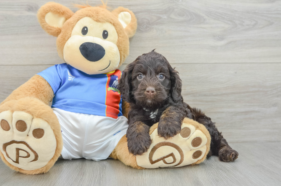 6 week old Cockapoo Puppy For Sale - Simply Southern Pups