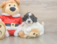 6 week old Cockapoo Puppy For Sale - Simply Southern Pups