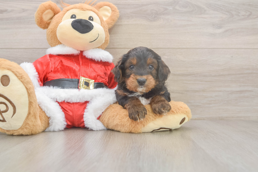 Smart Cockapoo Poodle Mix Pup