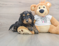 5 week old Cockapoo Puppy For Sale - Simply Southern Pups