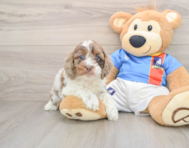 6 week old Cockapoo Puppy For Sale - Simply Southern Pups