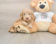 5 week old Cockapoo Puppy For Sale - Simply Southern Pups