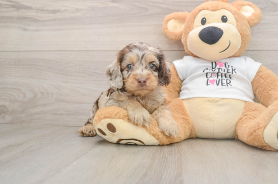 Best Cockapoo Baby