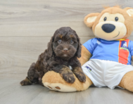 6 week old Cockapoo Puppy For Sale - Simply Southern Pups