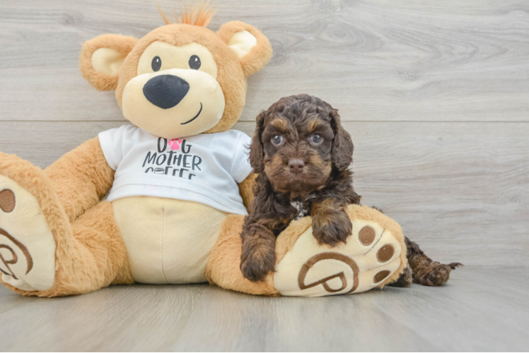 Small Cockapoo Baby