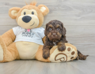 7 week old Cockapoo Puppy For Sale - Simply Southern Pups