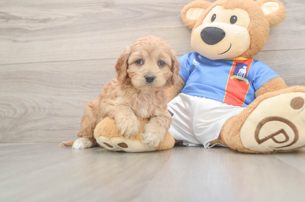 5 week old Cockapoo Puppy For Sale - Simply Southern Pups