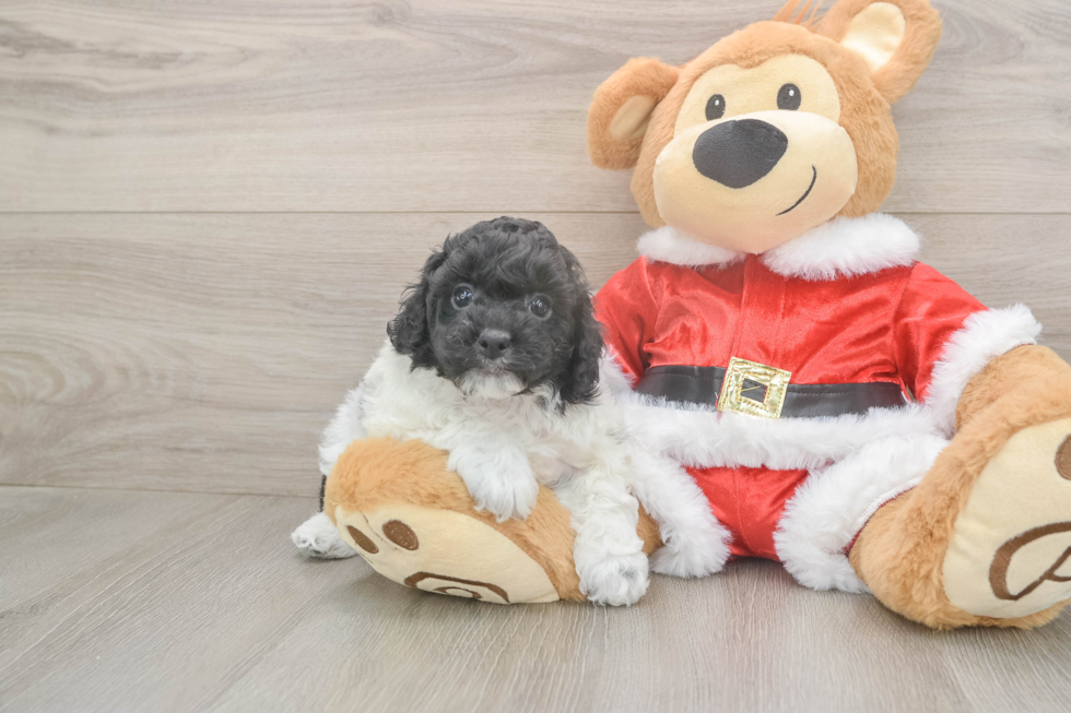 Adorable Cocker Doodle Poodle Mix Puppy