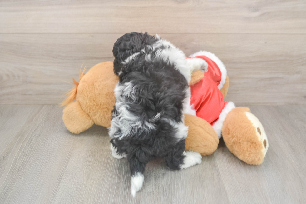 Cockapoo Pup Being Cute