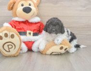 6 week old Cockapoo Puppy For Sale - Simply Southern Pups