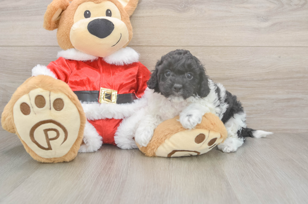 5 week old Cockapoo Puppy For Sale - Simply Southern Pups