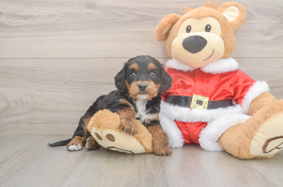 5 week old Cockapoo Puppy For Sale - Simply Southern Pups