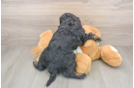 Hypoallergenic Cocker Doodle Poodle Mix Puppy