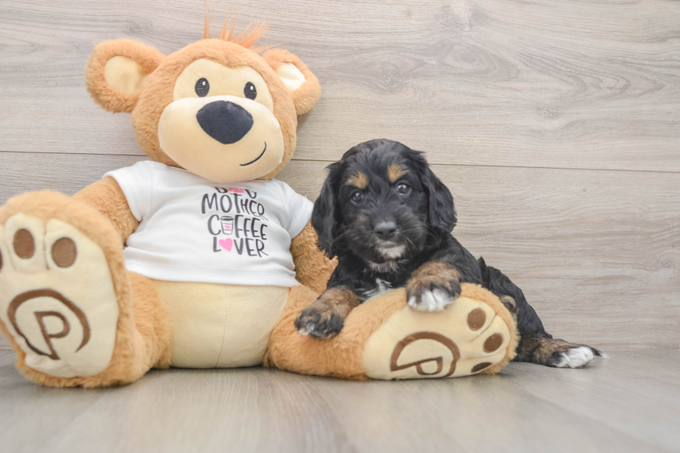 Cockapoo Puppy for Adoption