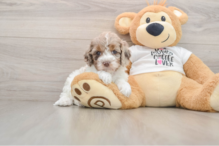 Friendly Cockapoo Baby