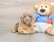 7 week old Cockapoo Puppy For Sale - Simply Southern Pups