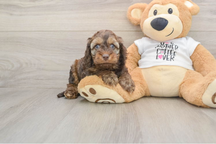 Best Cockapoo Baby